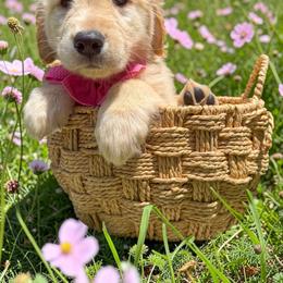 Girl 4 - Light golden female Golden Retriever puppy in Plant City, Florida from All shades Golden