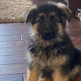 German Shepherds from Squires Farm and Ranch, Vom Haus Squires