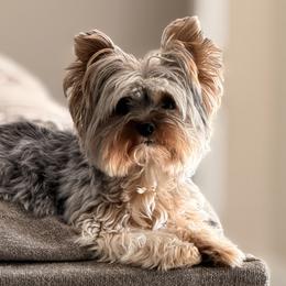 Macy - Yorkshire Terrier