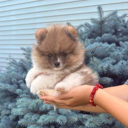 Raccoon - Orange sable male Pomeranian puppy in Waterloo, Indiana from Garcias Pomeranian