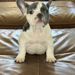 French Bulldog Puppies from Fiddyment Farm Frenchies
