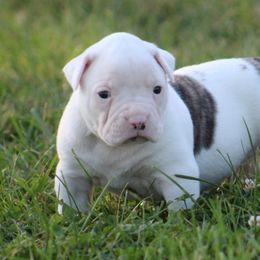 Male 2 - White and brindle male American Bulldog puppy in Xenia, Ohio from Bingham's Bulldogs LLC