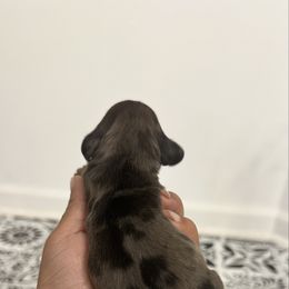 Pumpernickel (red dapple) - Dapple male Dachshund puppy in Mc Donough, Georgia from L & J Kennel