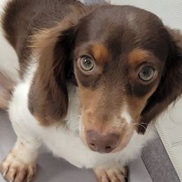 Dachshunds from New Empire Kennels