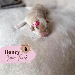 Honey - Orange girl - Wheaten female Miniature Schnauzer puppy in Moro, Arkansas from Barkin’ Beauty Schnauzers