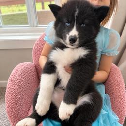 Mira - Black and white female Siberian Husky puppy in Oakwood, Ohio from Moonlight Siberian Huskies