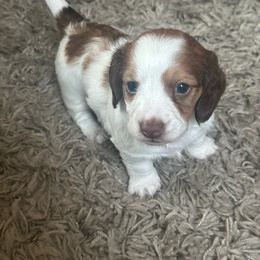 Dachshund Puppies from East Coco Mini Dachshunds