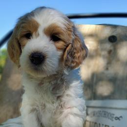 King, goldendoodle F1b - Parti male Goldendoodle puppy in Dickson, Tennessee from Rowan's Rascals