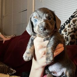 Dachshund Puppies from Dachshund Family Love Breeders