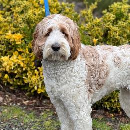 Maisy - Australian Labradoodle
