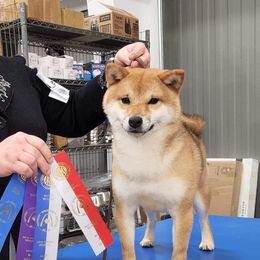 Clue - Shiba Inu