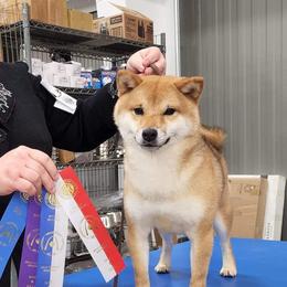 Clue - Shiba Inu