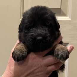Male 1 - Black and red male German Shepherd puppy in Winchester, Kentucky from Drache Feld