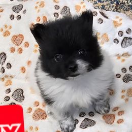 Tux - Blue merle male Pomeranian puppy in Bells, Texas from Lollipoppoms