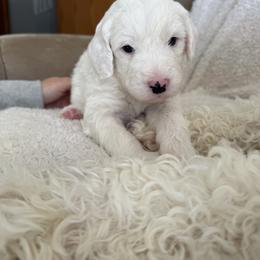 Daisy - White female Double Doodle puppy in Sturtevant, Wisconsin from Raising Doodles