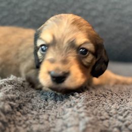 Bigger shaded cream boy - Cream male Dachshund puppy in Pacific, Washington from Han&Jan Doxie’s