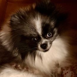 Faye - Pomeranian