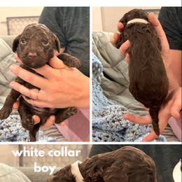 Poodle Puppies from Cassie Enlow