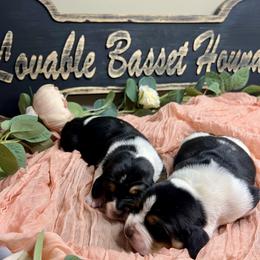 Basset Hounds from Lovable Basset Hounds