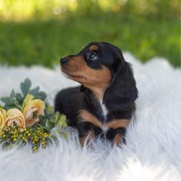 Flo - Black and tan female Dachshund puppy in Floral City, Florida from Daisy's Doxies