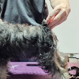 Miniature Schnauzers from Leslie's Miniature Schnauzers