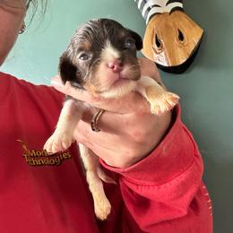 Teal - Chocolate male Cavalier King Charles Spaniel puppy in Greenleaf, Wisconsin from Ledgetop Family Cavaliers