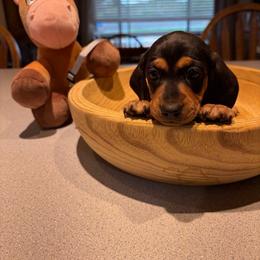 Bullseye- gray collar - Black and tan male Dachshund puppy in Olathe, Colorado from Rocking LJ Breeding