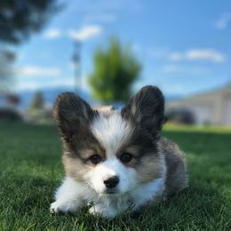 Pembroke Welsh Corgi Puppies from Top-Notch Paws