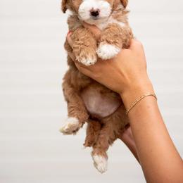 Cupcake - Red  female Goldendoodle puppy in Meridian, Idaho from Country Club Doodles