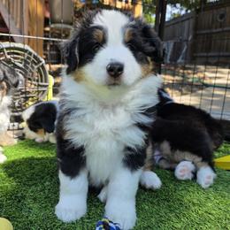 Maverick - Black tri male Miniature American Shepherd puppy in Bella Vista, Arkansas from All About Me Miniature American Shepherds