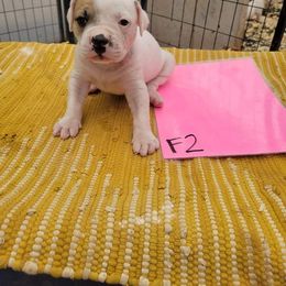 Girl 2 - American Bulldog puppy in Yellville, Arkansas from Offerman Family Bulldogs