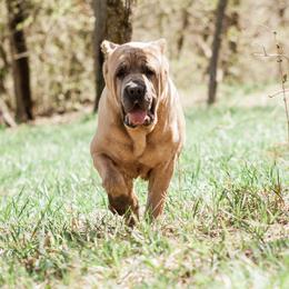 Kat - Cane Corso