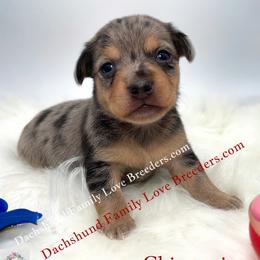 Boy 2 - male Dachshund puppy in Prescott, Arizona from Dachshund Family Love Breeders