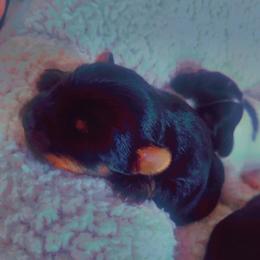 Yorkshire Terrier Puppies from Nell’s Adorable Yorkshire’s