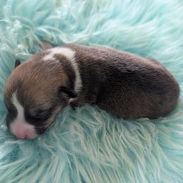Turkey - Liver and white male Cardigan Welsh Corgi puppy in Hotchkiss, Colorado from Bell S Ranch