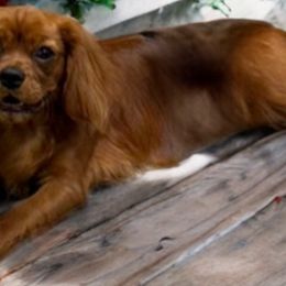 Riley - Cavalier King Charles Spaniel