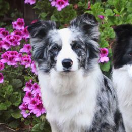 Border Collies from Maple Border Collies