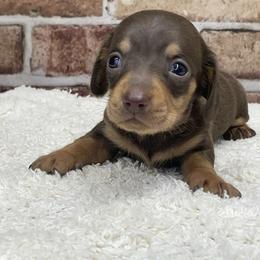 Sienna - Chocolate and tan female Dachshund puppy in Industry, Illinois from KDKs Kennels