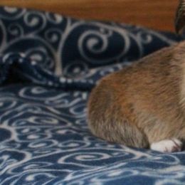 Pembroke Welsh Corgi Puppies from Pembrokes of Walnut Creek