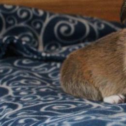Pembroke Welsh Corgi Puppies from Pembrokes of Walnut Creek
