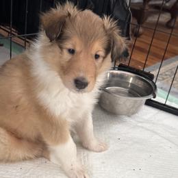 Vixen - Sable and white female Collie puppy in Morocco, Indiana from Collegiate Bassets and Rheign Collies