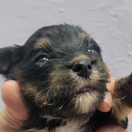 4 paws - Chocolate, tan and white male Yorkshire Terrier puppy in Chickasha, Oklahoma from SISSYS YORKIES