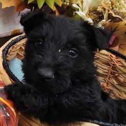 Princess - Black female Scottish Terrier puppy in Mancelona, Michigan from Stefany Farm of Happiness