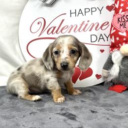 Riddlee - Gray (blue) and tan male Dachshund puppy in Smithville, Oklahoma from Bristy’s Pampered Pups