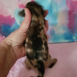 Girl 2 - Dapple Dachshund puppy in Klamath Falls, Oregon from Luvindoxys4u