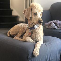 Merkin - Poodle