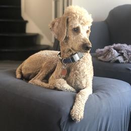 Merkin - Poodle