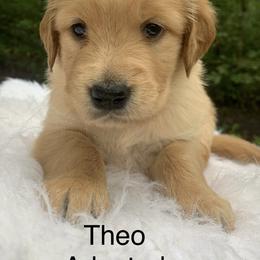 Theo - Golden male Golden Retriever puppy in New Ringgold, Pennsylvania from Hawk Mountain Doodles