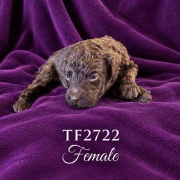 Girl 1 - Caramel cream female Australian Labradoodle puppy in Easley, South Carolina from Royal Diamond Australian Labradoodles