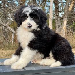 Aspen - Black and white female Bernedoodle puppy in Sioux Falls, South Dakota from WhiskeyCreek Doodles
